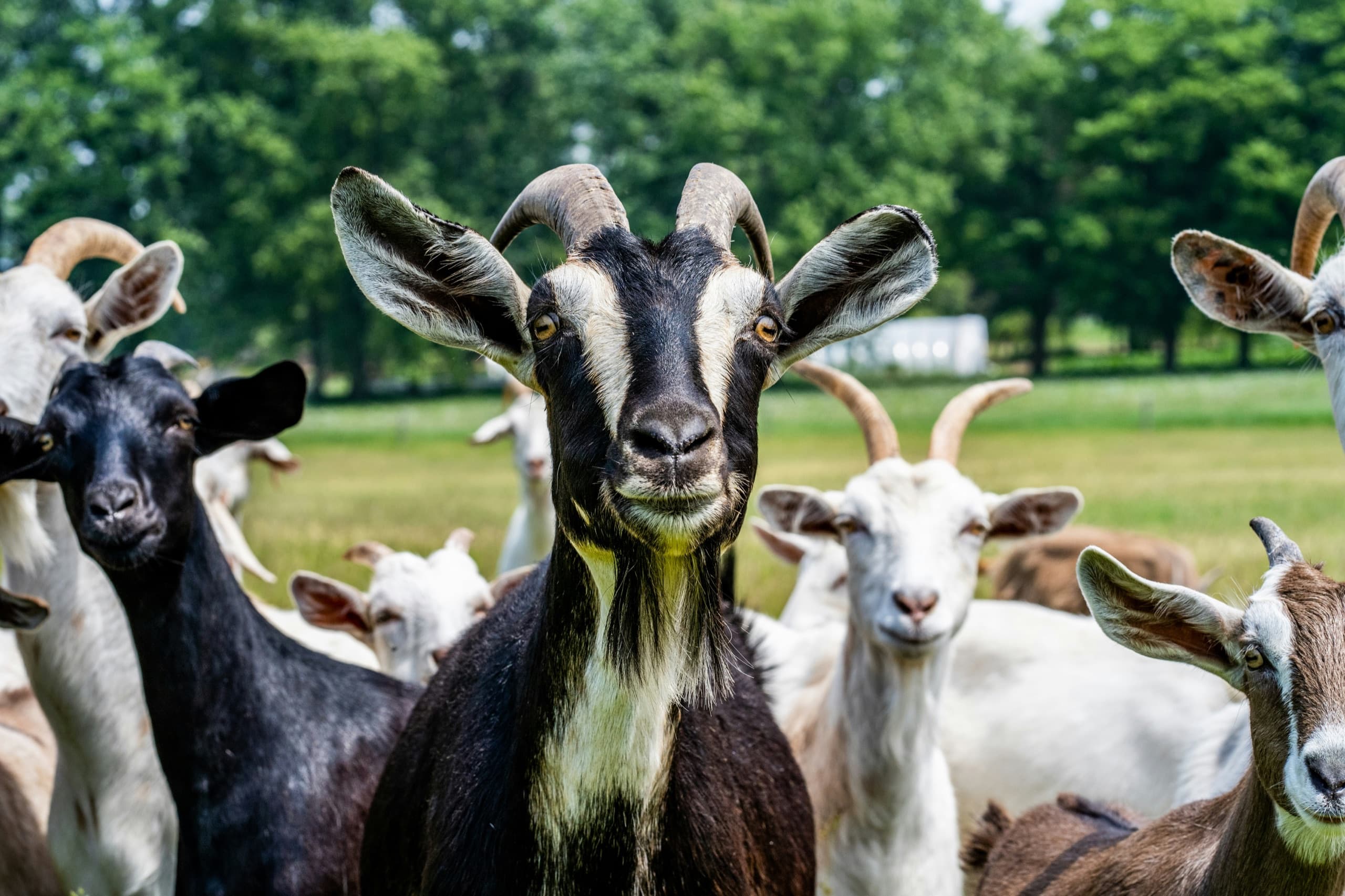 Goats