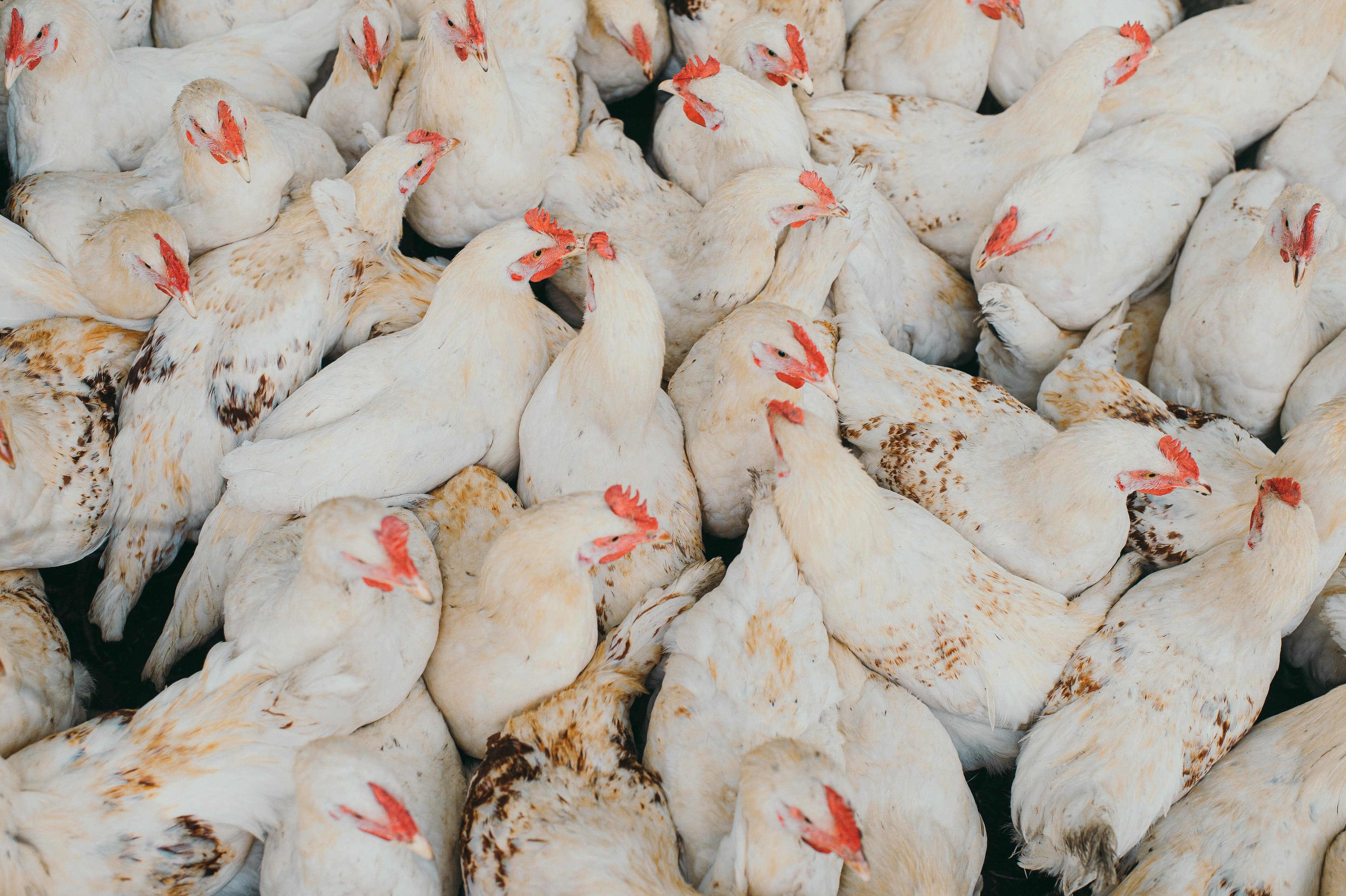 Poultry